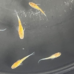 三色メダカ　選外　若魚10匹の画像
