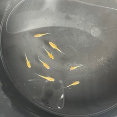 三色メダカ　選外　若魚10匹の画像