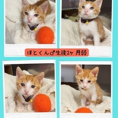 💛ほとくん♂里親様募集🧡