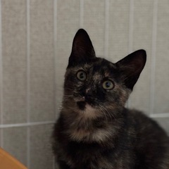 4ヶ月サビ猫ちゃん
