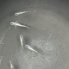 ラメメダカ5匹の画像