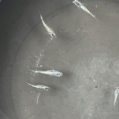 ラメメダカ5匹の画像