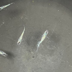 ラメメダカ5匹の画像