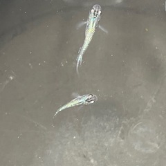 ラメメダカ5匹の画像