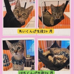 🩵はちくん♂れいくん♂里親様募集🩵