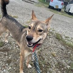 甲斐犬×ハスキー
