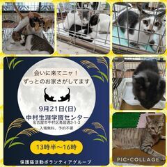 9/21(日)名古屋市中村区★猫の譲渡会★