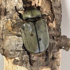 グラントシロカブト成虫♂♀ペアの画像