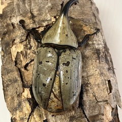 グラントシロカブト成虫♂♀ペアの画像