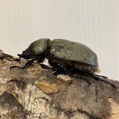 グラントシロカブト成虫♂♀ペアの画像