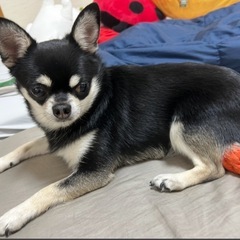チワワ　