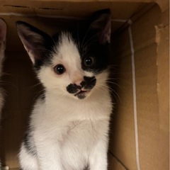 💚ぷりん君里親様決定💛