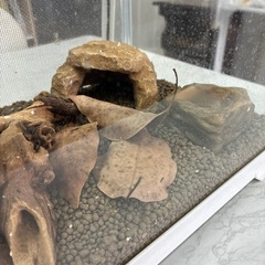 爬虫類・両生類飼育用のガラス製ケージ「EXO TERRAの画像