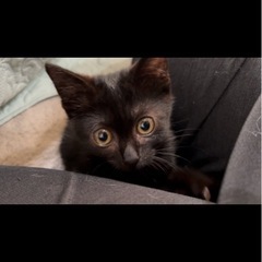 可愛い黒猫のあんこちゃん