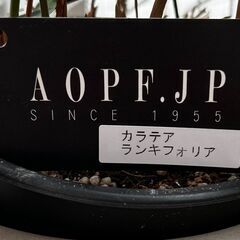 【無料】観葉植物　カラテア・ランキフォリア　高さ約30cmの画像