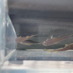 【大特価)オランジェ10匹の画像