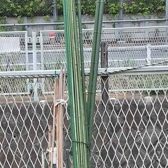 逗子 無料あげます 園芸用支柱 若竹 農業資材 植物支柱 誘引 観葉植物 モンステラ つる植物 モスポール モンステラ ポトス トマト 植木 植物 樹木 花壇 花 家庭菜園 土いじり 観葉植物 栽培 DIY 畑 農園 木陽樹 ガーデン 盆栽 造園 緑化 庭いじり 菜園 野畑 植木鉢 プ 0円 お譲りします 差し上げます テラコッタ ゴーヤー 薬草 夏 緑黄色野菜 庭木 落葉樹 ガーデニング 虫 盆栽 農業 移殖 シンボルツリー 肥料 剪定ツリー（の画像
