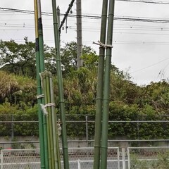 逗子 無料あげます 園芸用支柱 若竹 農業資材 植物支柱 誘引 観葉植物 モンステラ つる植物 モスポール モンステラ ポトス トマト 植木 植物 樹木 花壇 花 家庭菜園 土いじり 観葉植物 栽培 DIY 畑 農園 木陽樹 ガーデン 盆栽 造園 緑化 庭いじり 菜園 野畑 植木鉢 プ 0円 お譲りします 差し上げます テラコッタ ゴーヤー 薬草 夏 緑黄色野菜 庭木 落葉樹 ガーデニング 虫 盆栽 農業 移殖 シンボルツリー 肥料 剪定ツリー（の画像
