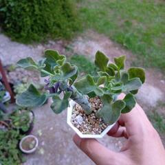 多肉植物 七宝樹 錦の画像