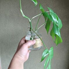 【観葉植物】ヒメモンステラ。の画像