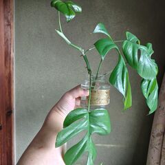 【観葉植物】ヒメモンステラ。の画像