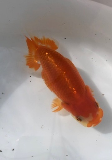 らんちゅう 上物 優良系統 研究会や品評会タイプ