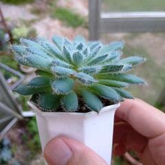 多肉植物 青い渚 の画像