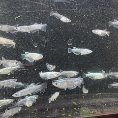 メダカ　グラディオブラック　画像すべての画像