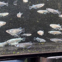 メダカ　グラディオブラック　画像すべての画像