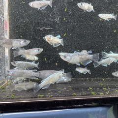 メダカ　グラディオブラック　画像すべての画像