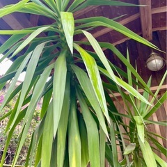 観葉植物の画像