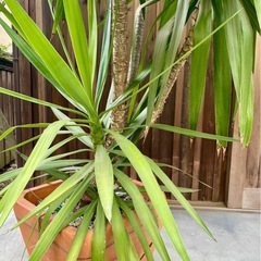 観葉植物の画像
