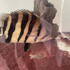 ダトニオプラスワンセミショートの画像