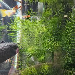 グッピーやコリドラスをお譲りください！