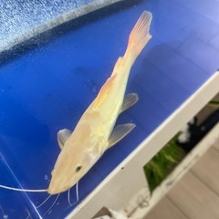 レッドテールキャットスケルトンの画像