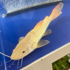 レッドテールキャットスケルトンの画像