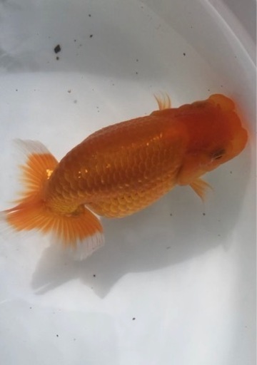 研究会や品評会タイプ らんちゅう 優良系統 素赤 研究会や品評会タイプ らんちゅう 優良系統 素赤