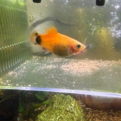 ミッキーマウスプラティ稚魚・抱卵個体差し上げますの画像