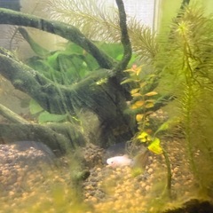 ミッキーマウスプラティ稚魚・抱卵個体差し上げますの画像