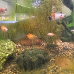 ミッキーマウスプラティ稚魚・抱卵個体差し上げますの画像