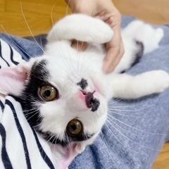 困り顔ハチワレ模様の白黒にゃんこ、てんてんはやんちゃで人間…