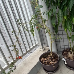 二つの植物セット（唐辛子＆ミニトマト）の画像