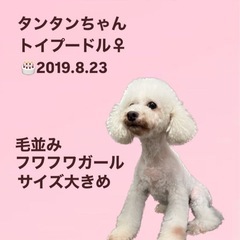タンタンちゃん☆里親募集中