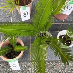 蘇轍　5鉢の画像