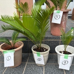 蘇轍　5鉢の画像