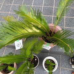 蘇轍　5鉢の画像