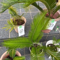 蘇轍　5鉢の画像