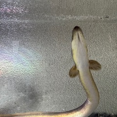 天然うなぎの画像