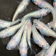 ピンチューン　メダカ　２０匹＋α
の画像