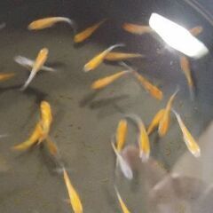 月神　七匹　若魚の画像